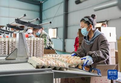 高原養雞記 西藏宏農的生物飼料研發之路